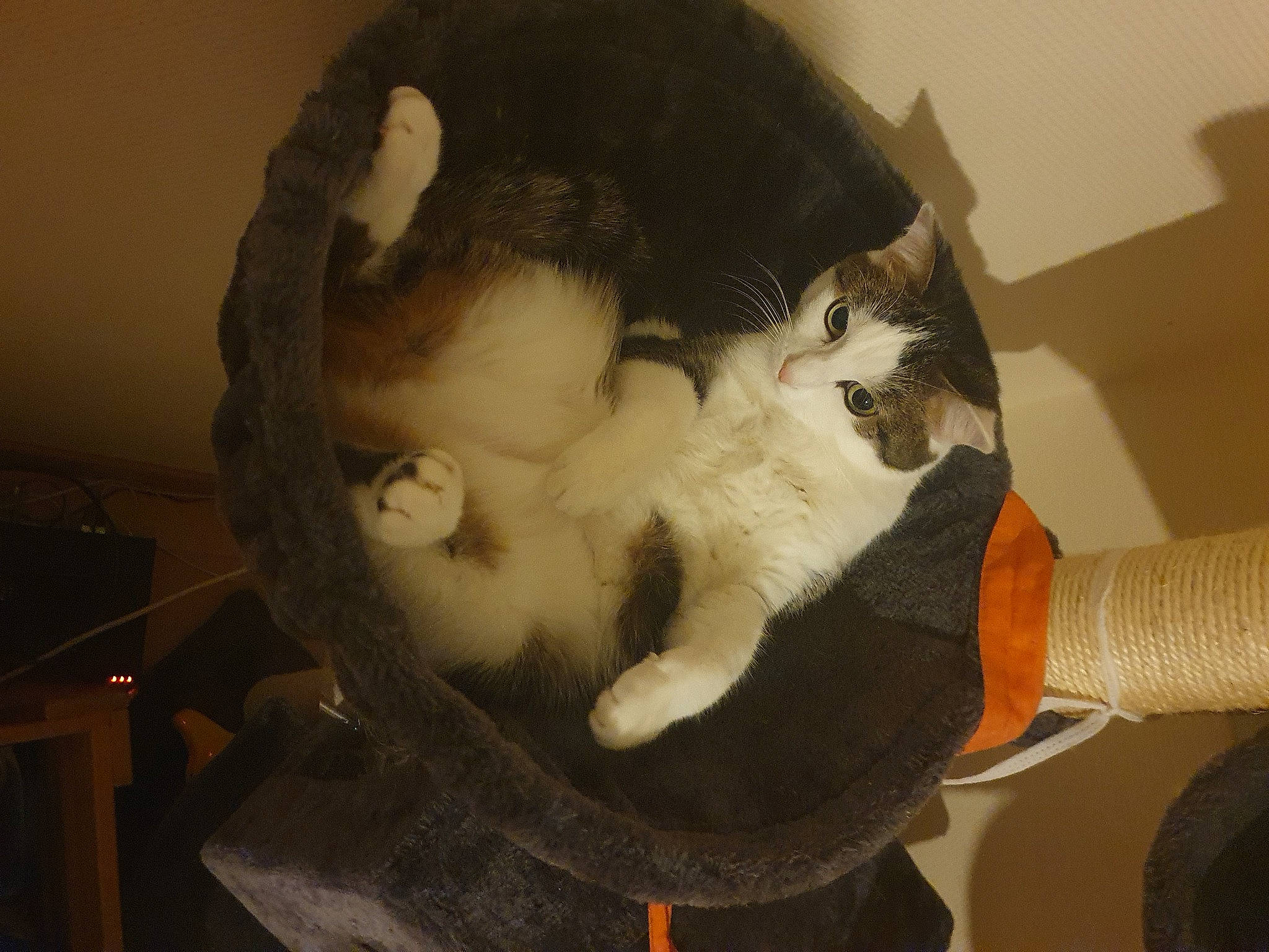 Synapse participe au concours pour gagner de l'argent avec cette photo : canidae, carnivore, cat, cat_supply, comfort, companion_dog, domestic_short_haired_cat, ear, eye, felidae, fur, gesture, jaw, lap, neck, paw, small_to_medium_sized_cats, snout, tail, whiskers