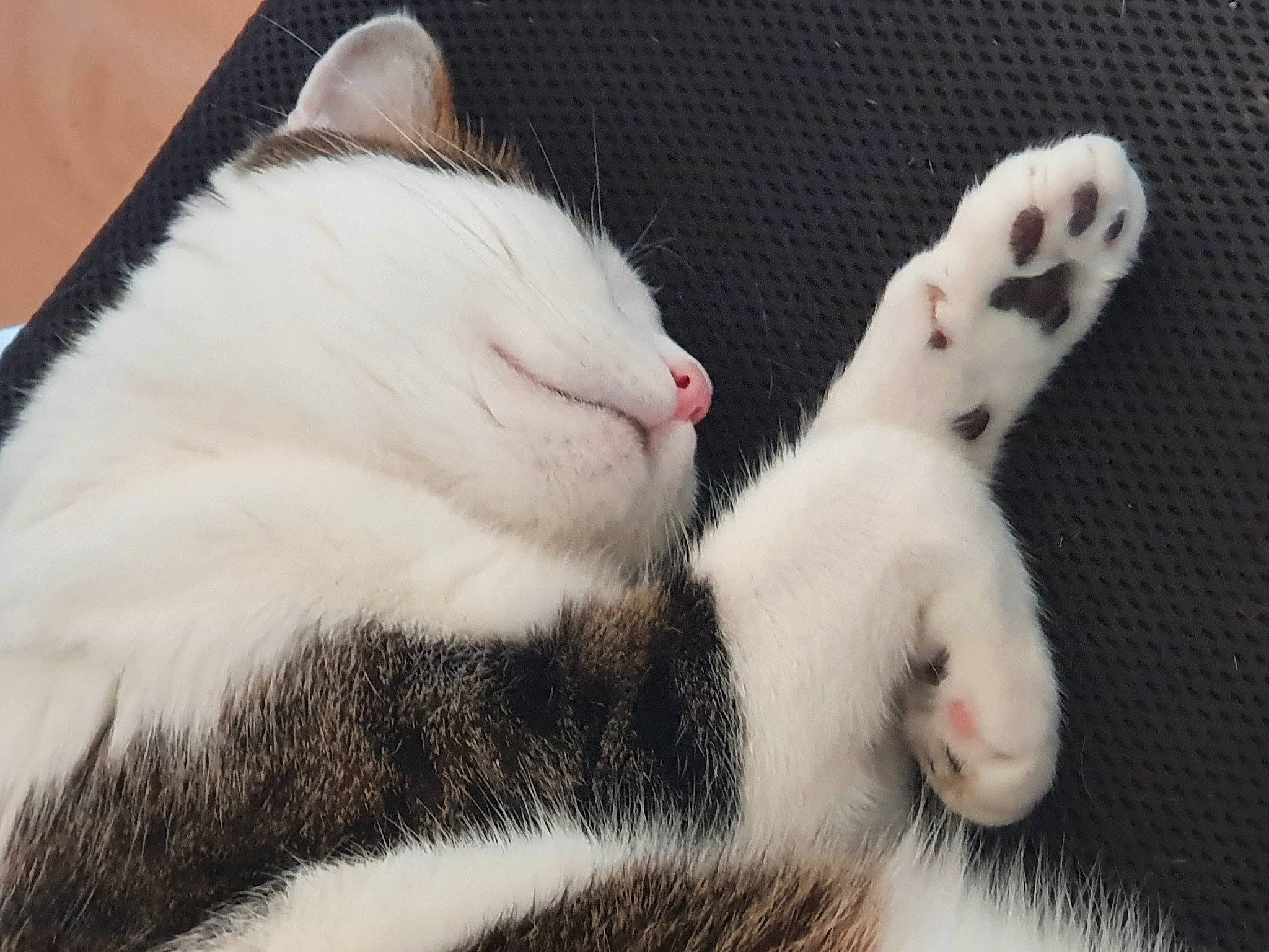 Synapse a rejoint le concours — aidez-le/la à gagner de superbes lots ! carmine, carnivore, cat, claw, comfort, domestic_short_haired_cat, eye, felidae, foot, fur, gesture, head, paw, small_to_medium_sized_cats, snout, tail, terrestrial_animal, whiskers