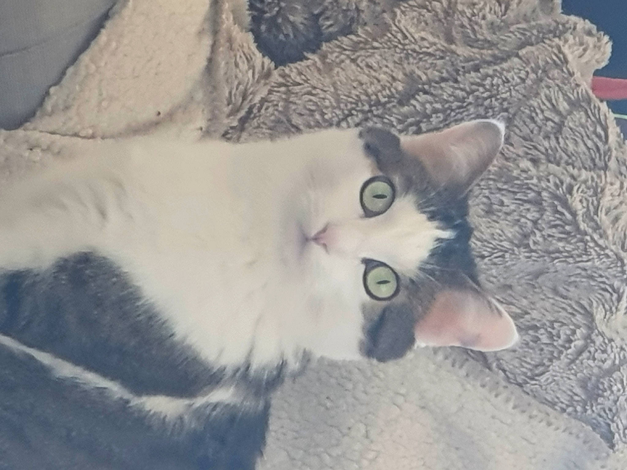 Synapse participe au concours pour gagner de l'argent avec cette photo : carnivore, cat, claw, comfort, domestic_short_haired_cat, felidae, fur, paw, small_to_medium_sized_cats, snout, snow, tail, tree, whiskers, window, winter, wood