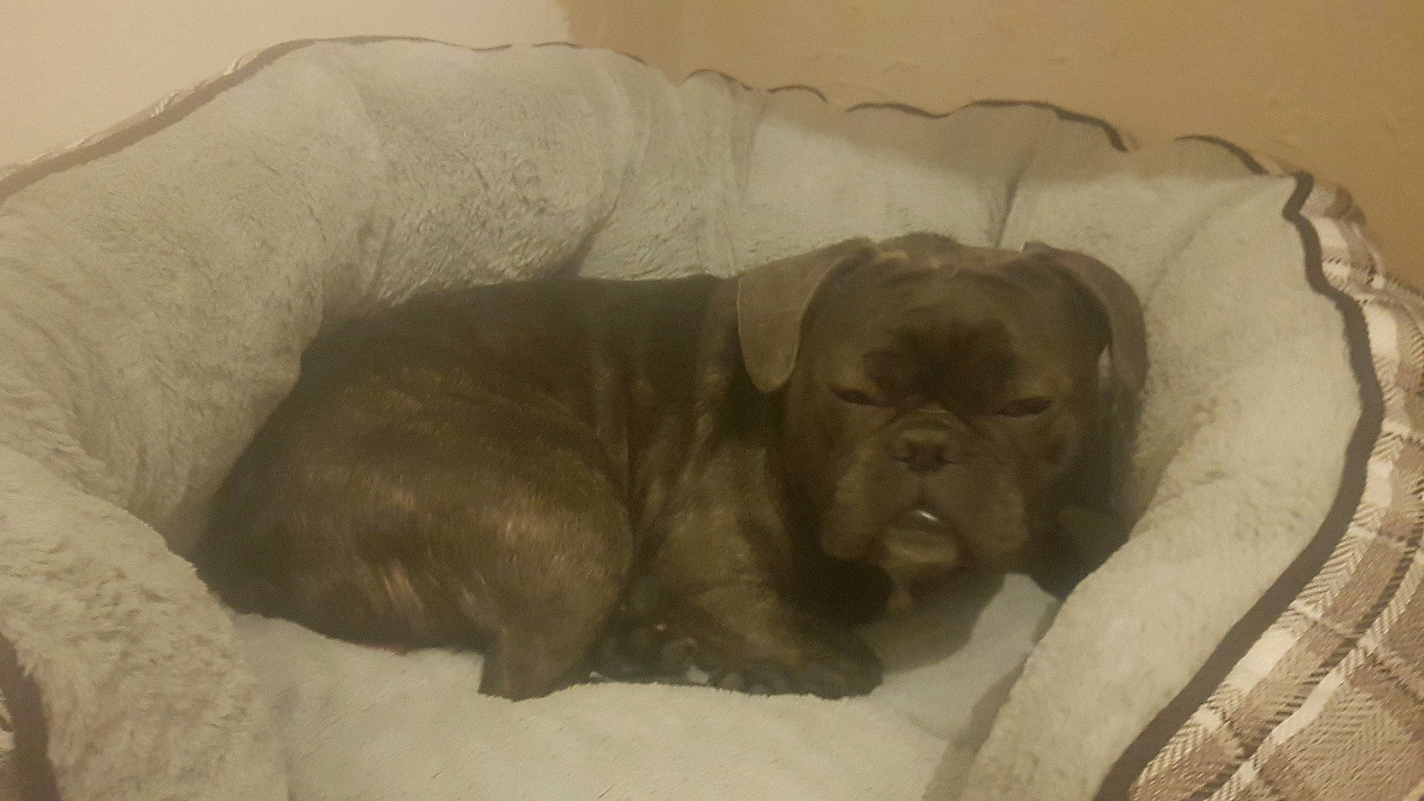 Pablo