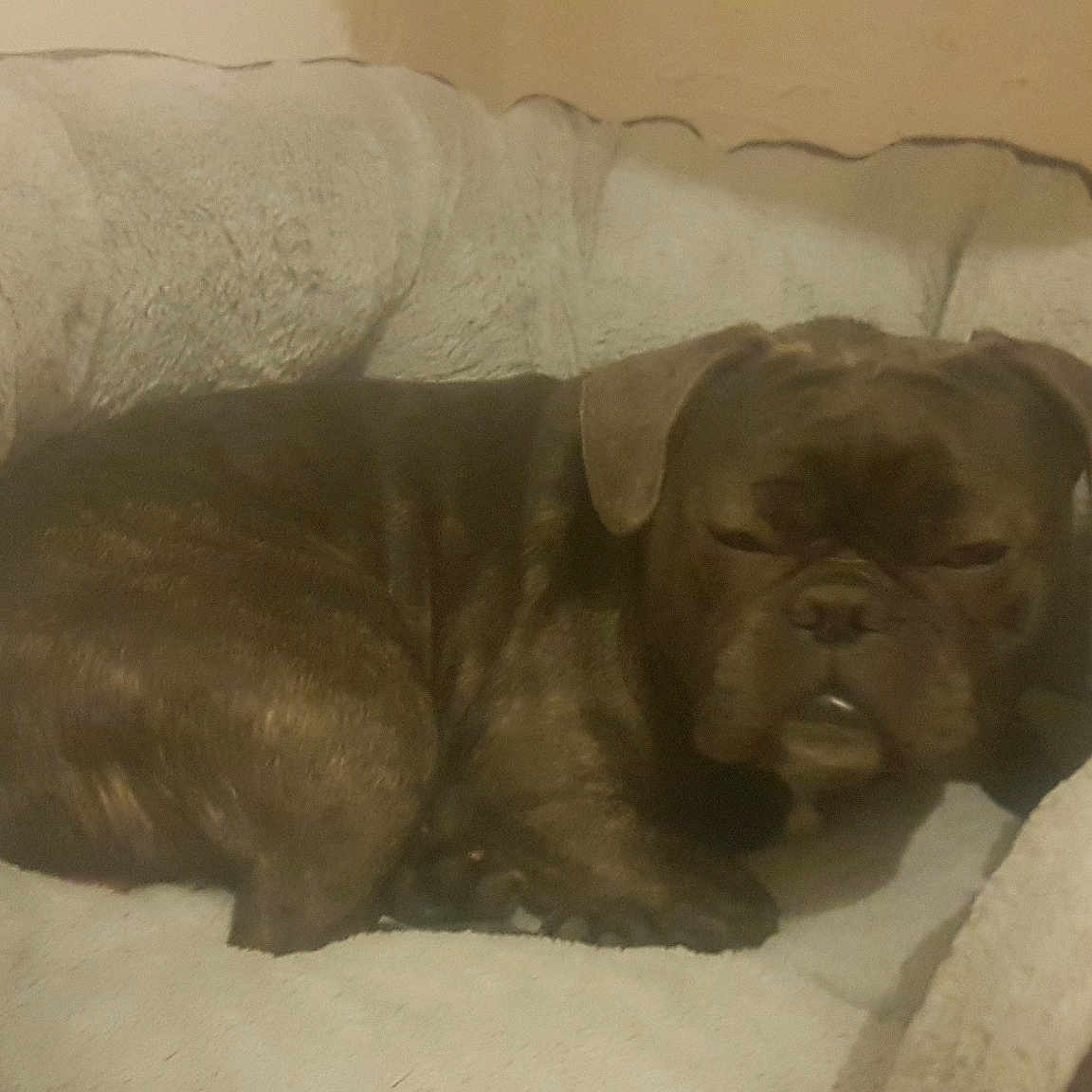 Pablo