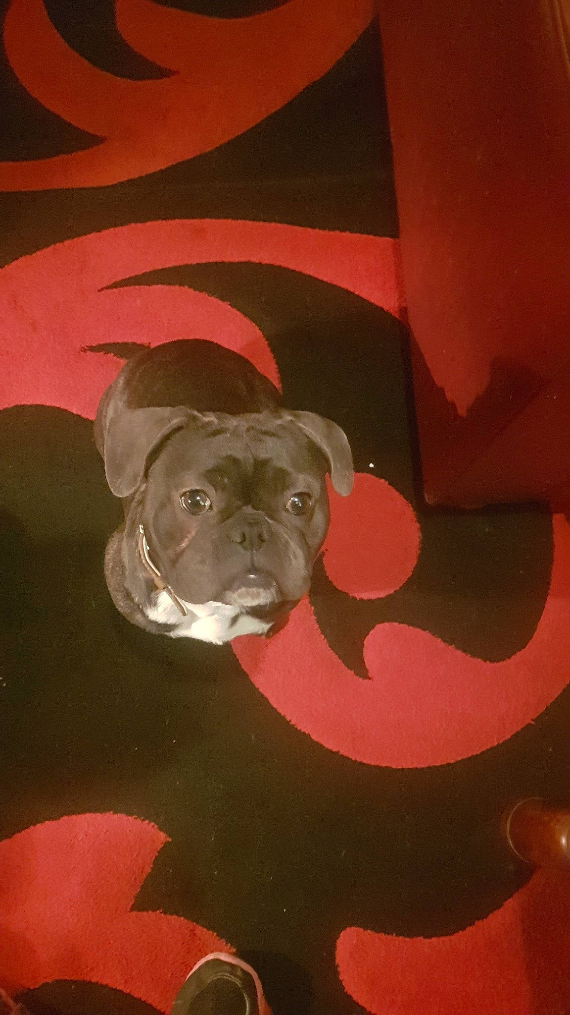 Pablo is registered to the contest to win money with this photo: art, canidae, carnivore, dog, dog_breed, fawn, illustration, magenta, non_sporting_group, red, snout