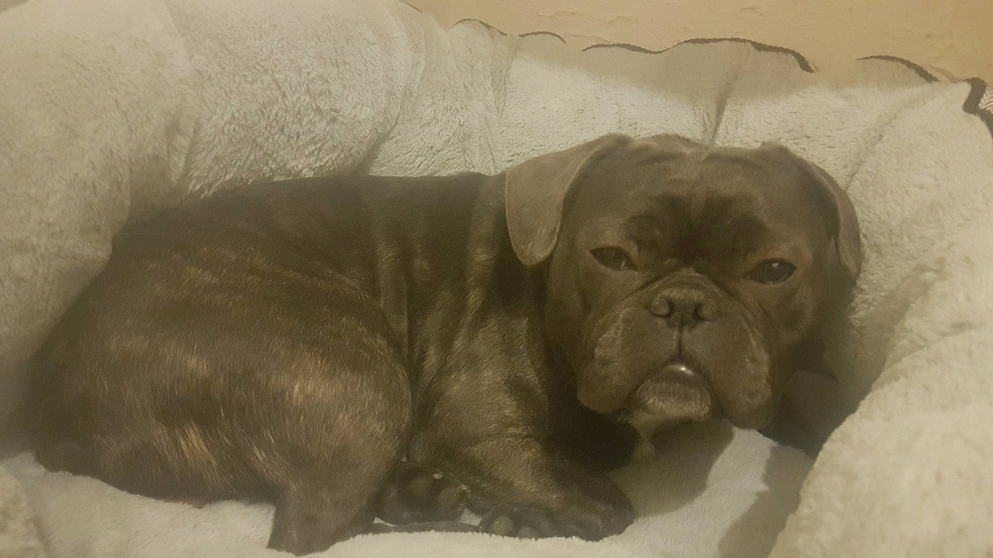 Pablo is registered to the contest to win money with this photo: boxer, bullmastiff, canidae, carnivore, companion_dog, dog, dog_breed, dogue_de_bordeaux, english_mastiff, fawn, guard_dog, korean_mastiff, mammal, old_english_bulldog, pug, skin, snout, sporting_group, vertebrate, wrinkle
