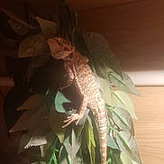Lucy joined the competition — help win amazing prizes! chameleon, dragon_lizard, fictional_character, green_iguana, iguana, iguania, iguanidae, lizard, plant, reptile, scaled_reptile, tail