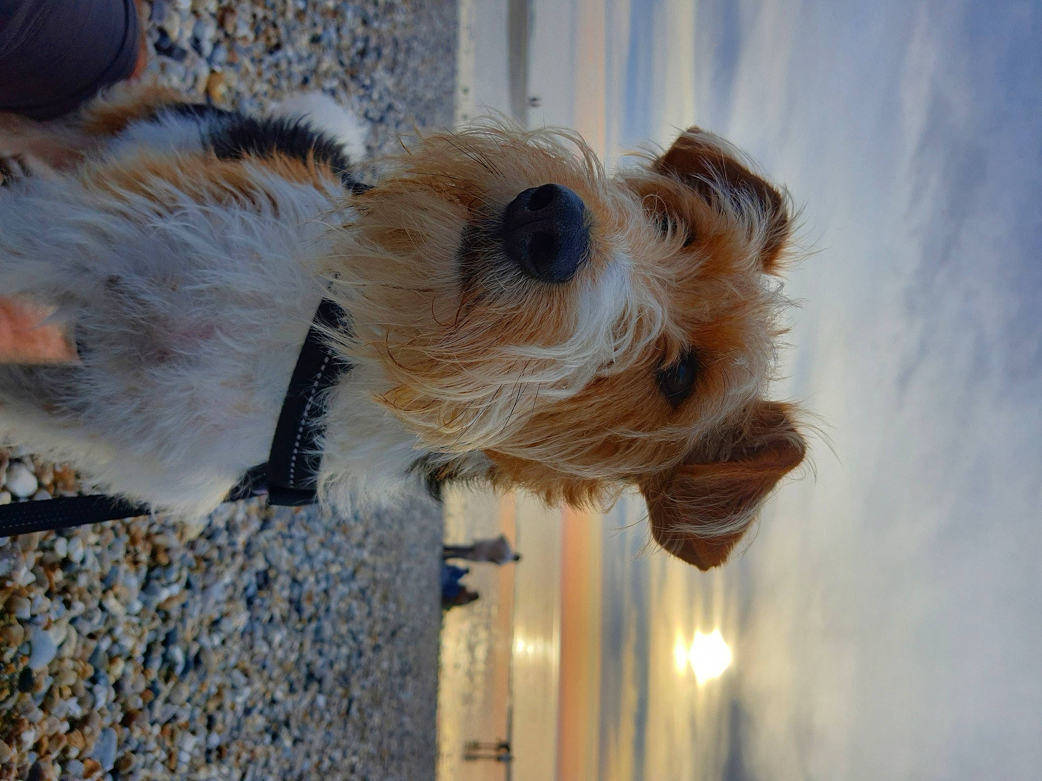 Bretzelle participe au concours pour gagner de l'argent avec cette photo : canidae, carnivore, cloud, companion_dog, dog_breed, event, fawn, fur, palm_tree, rodent, sky, stuffed_toy, tail, terrier, toy, tree, whiskers, winter, wood, wool