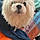 Cloe
