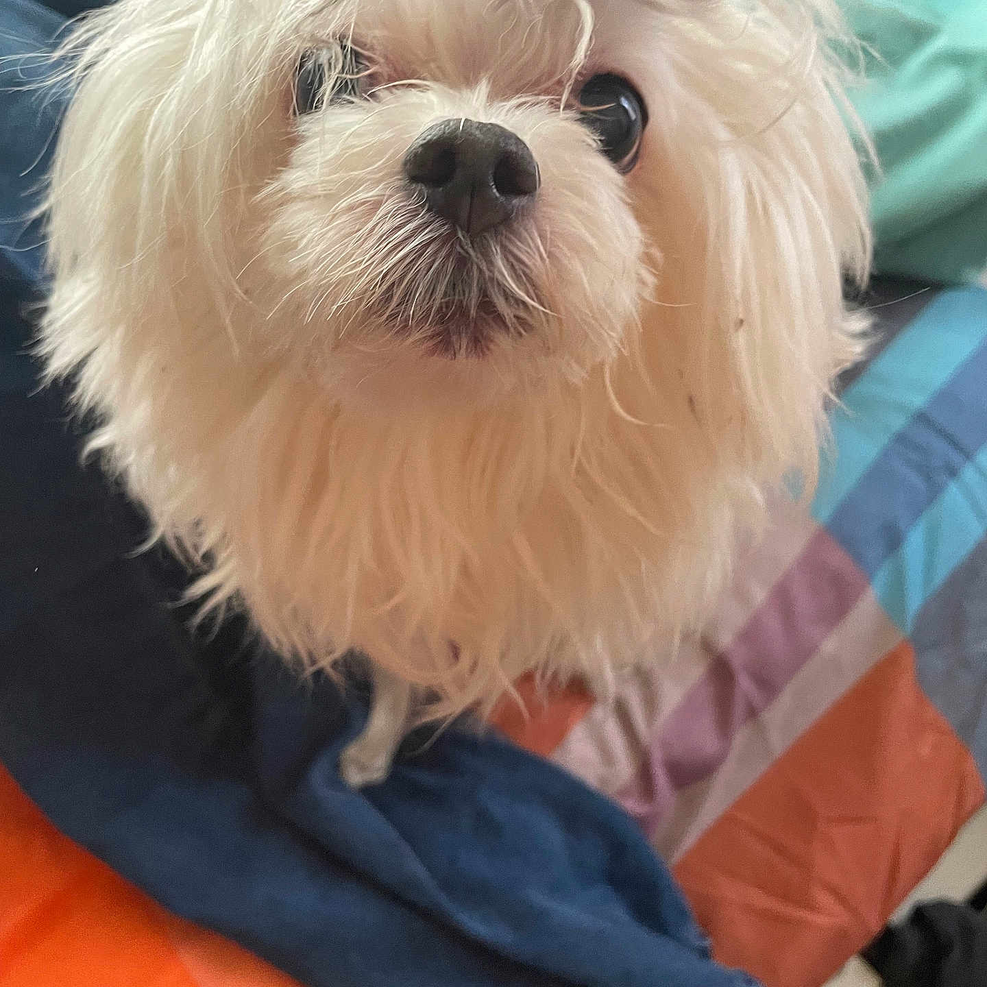 Cloe