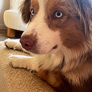 Maïa participe au concours pour gagner de l'argent avec cette photo : dog, close_up, blue_eyes, fluffy, indoor, relaxing, beige, texture, fur, pet, animal, canine, portrait, calm, snout, ears, paw, furniture, natural_light, cozy