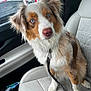 Maïa participe au concours pour gagner de l'argent avec cette photo : dog, australian_shepherd, blue_eyes, car_seat, leash, pet, fur, canine, inside_car, window, seat, animal, companion, domestic_animal, portrait, sitting, white_fur, brown_fur, long_fur, alert