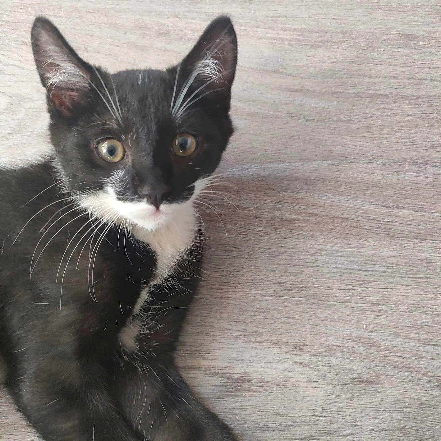 Akyo participe au concours pour gagner de l'argent avec cette photo : animal, black_and_white, cat, close_up, cute, domestic_animal, ears, eyes, feline, floor, fur, indoor, kitten, laying_down, looking, pet, tuxedo_cat, whiskers, wooden_floor, young_cat