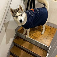 Rocket a rejoint le concours — aidez-le/la à gagner de superbes lots ! animal, blue_eyes, canine, clothing, curious, dog, domestic, fur, home, husky, indoor, lamp, pet, plant, portrait, shirt, stairs, tail, wall, wood_floor