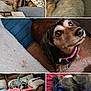 Sally Sue joined the competition — help win amazing prizes! dog, dachshund, pet, sleeping, couch, blanket, pillow, bed, indoor, fur, collar, antlers, carpet, looking_up, resting, home, animal, cute, cozy, furniture