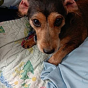 Sally Sue joined the competition — help win amazing prizes! dog, pet, close_up, brown, quilt, blanket, bed, indoor, animal, ears, eyes, paw, resting, cute, fur, collar, portrait, looking, cozy, domestic
