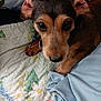 dog, pet, close_up, brown, quilt, blanket, bed, indoor, animal, ears, eyes, paw, resting, cute, fur, collar, portrait, looking, cozy, domestic