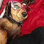 dog, glasses, pet, cute, lying_down, blanket, red_blanket, fur, animal, indoors, close_up, face, nose, ears, collar, funny, sleepy, comfort, resting, cozy