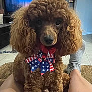 Simon Krug joined the competition — help win amazing prizes! dog, poodle, brown_dog, curly_fur, bow, patriotic_bow, indoor, couch, foot, sock, person, lap, tile_floor, furniture, pet, animal, closeup, cute, companion, relaxed