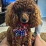 dog, poodle, brown_dog, curly_fur, bow, patriotic_bow, indoor, couch, foot, sock, person, lap, tile_floor, furniture, pet, animal, closeup, cute, companion, relaxed