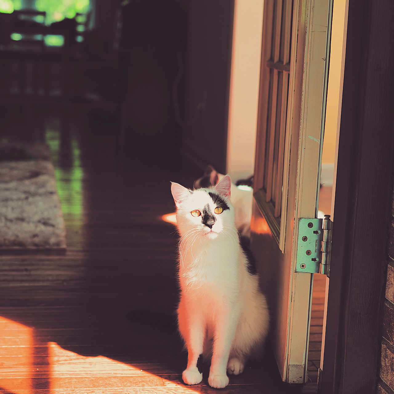 Jax is registered to the contest to win money with this photo: abyssinian, angora, animal, bodypart, brick, cat, finger, hand, hardwood, indoors, interiordesign, kitten, machine, manx, person, pet, plywood, siamese, wheel, wood