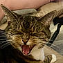 cat, tabby, whiskers, mouth_open, teeth, indoor, close_up, pet, animal, feline, yawning, fur, paw, relaxed, home, cute, domestic_cat, sleepy, face, expression