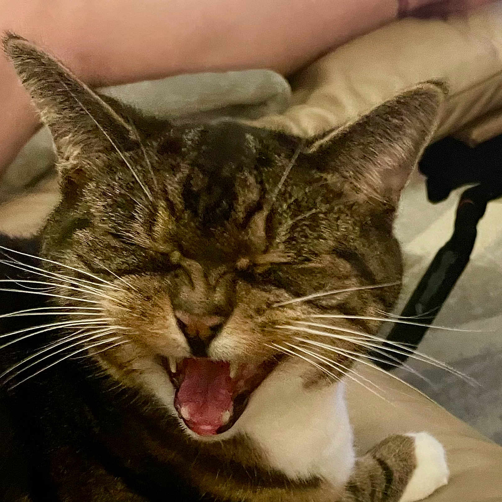 Peanut is registered to the contest to win money with this photo: animal, cat, close_up, cute, domestic_cat, expression, face, feline, fur, home, indoor, mouth_open, paw, pet, relaxed, sleepy, tabby, teeth, whiskers, yawning