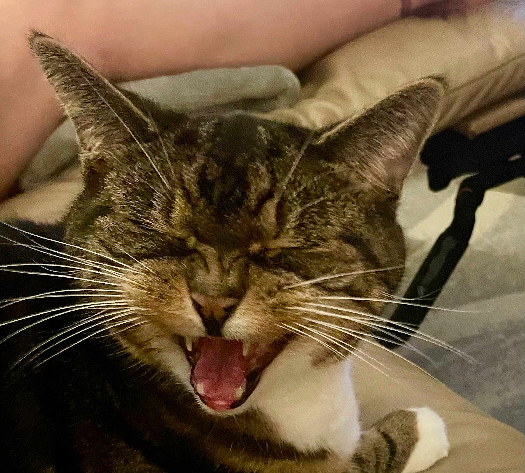 Peanut is registered to the contest to win money with this photo: cat, tabby, whiskers, mouth_open, teeth, indoor, close_up, pet, animal, feline, yawning, fur, paw, relaxed, home, cute, domestic_cat, sleepy, face, expression