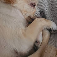 Zeus joined the competition — help win amazing prizes! dog, sleeping, puppy, cozy, blanket, fur, cute, resting, animal, small_dog, closeup, indoor, pet, paw, face, ears, curled_up, relaxed, soft, napping