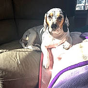 Frijol joined the competition — help win amazing prizes! animal, blanket, canine, companion, couch, cozy, dog, domestic, fur, furniture, indoor, living_room, paw, pet, relaxed, resting, spot, spotted_dog, sunlight, window