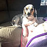 animal, blanket, canine, companion, couch, cozy, dog, domestic, fur, furniture, indoor, living_room, paw, pet, relaxed, resting, spot, spotted_dog, sunlight, window