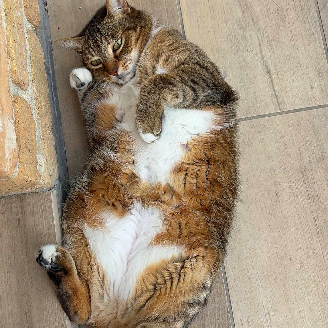 Clochette participe au concours pour gagner de l'argent avec cette photo : animal, belly_up, cat, cute, domestic_cat, feline, floor, fur, indoor, lying_down, mischievous, paws, pet, relaxed, resting, striped, tabby, tail, tile, whiskers