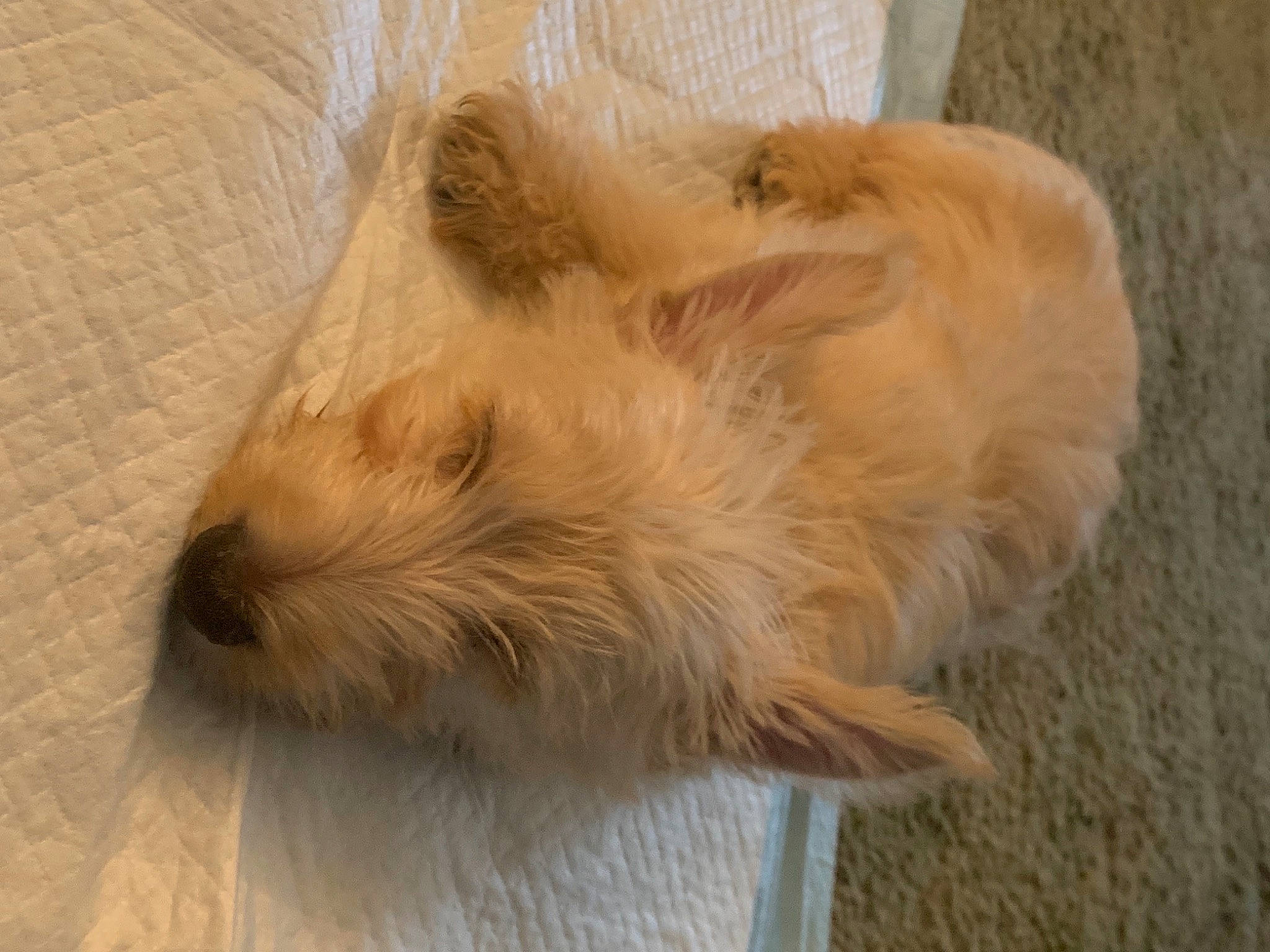 Max is registered to the contest to win money with this photo: canidae, carnivore, companion_dog, dog, dog_breed, fawn, fur, nap, non_sporting_group, small_terrier, snout, sporting_group, tail, terrestrial_animal, terrier, toy_dog, whiskers, wood