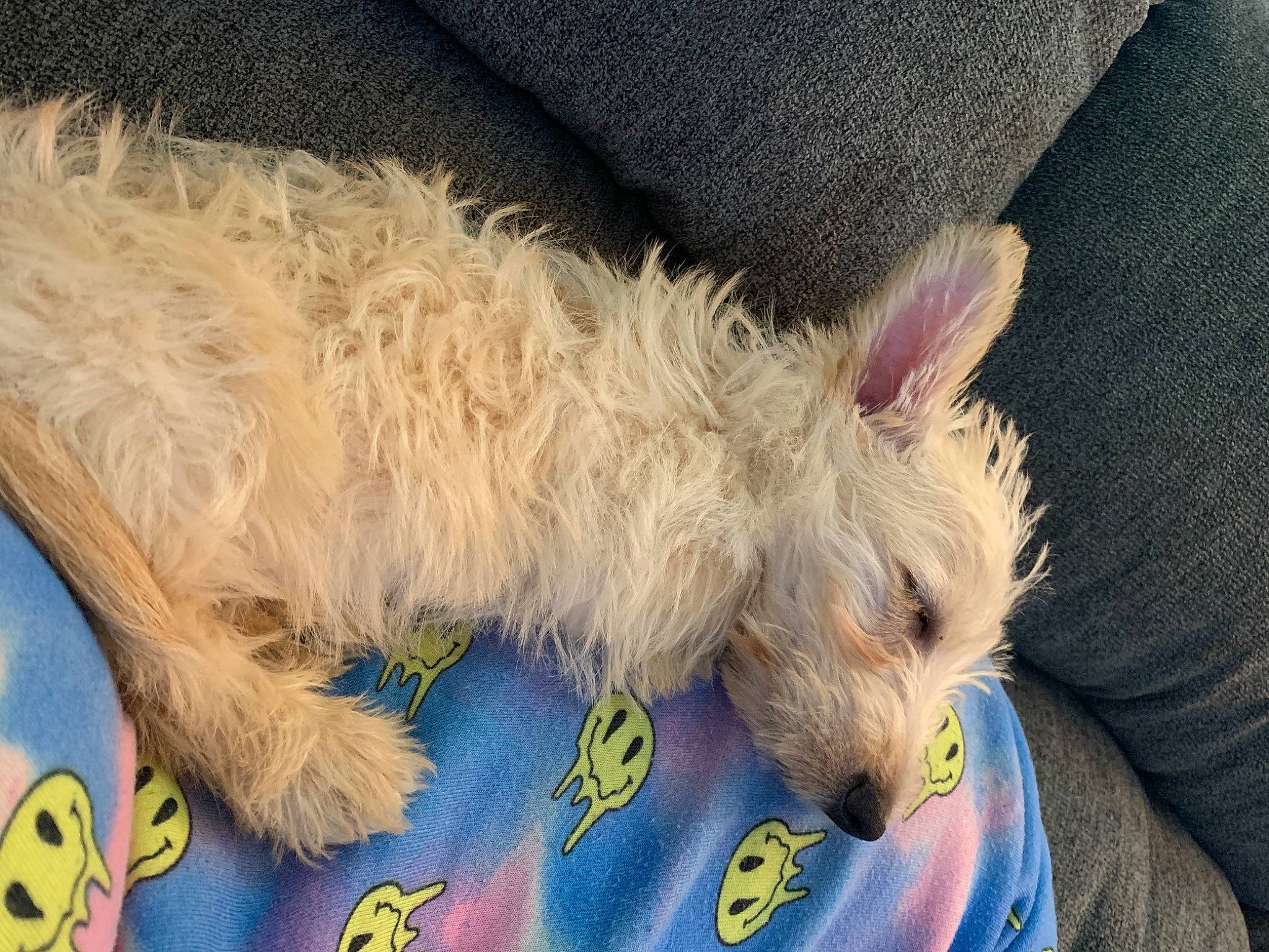 Max joined the competition — help win amazing prizes! canidae, carnivore, companion_dog, dog, dog_breed, dog_supply, fawn, fur, nap, non_sporting_group, pet_supply, small_terrier, snout, sporting_group, tail, terrestrial_animal, terrier, toy_dog, water_dog, working_animal