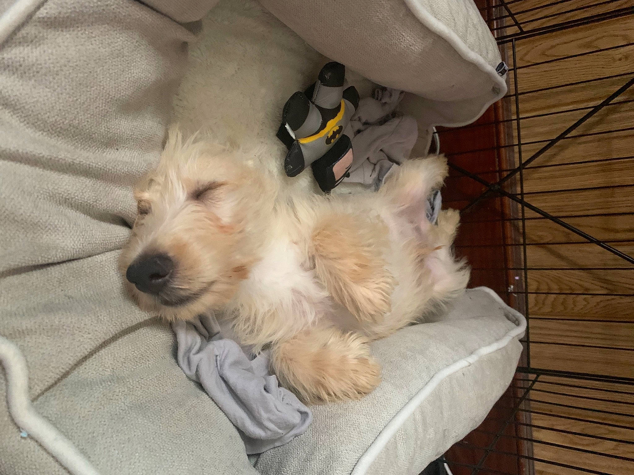 Max is registered to the contest to win money with this photo: canidae, carnivore, comfort, companion_dog, dog, dog_breed, dog_collar, dog_supply, fur, hardwood, labradoodle, maltepoo, pet_supply, shih_poo, small_terrier, sporting_group, terrier, toy_dog, working_animal, yorkipoo