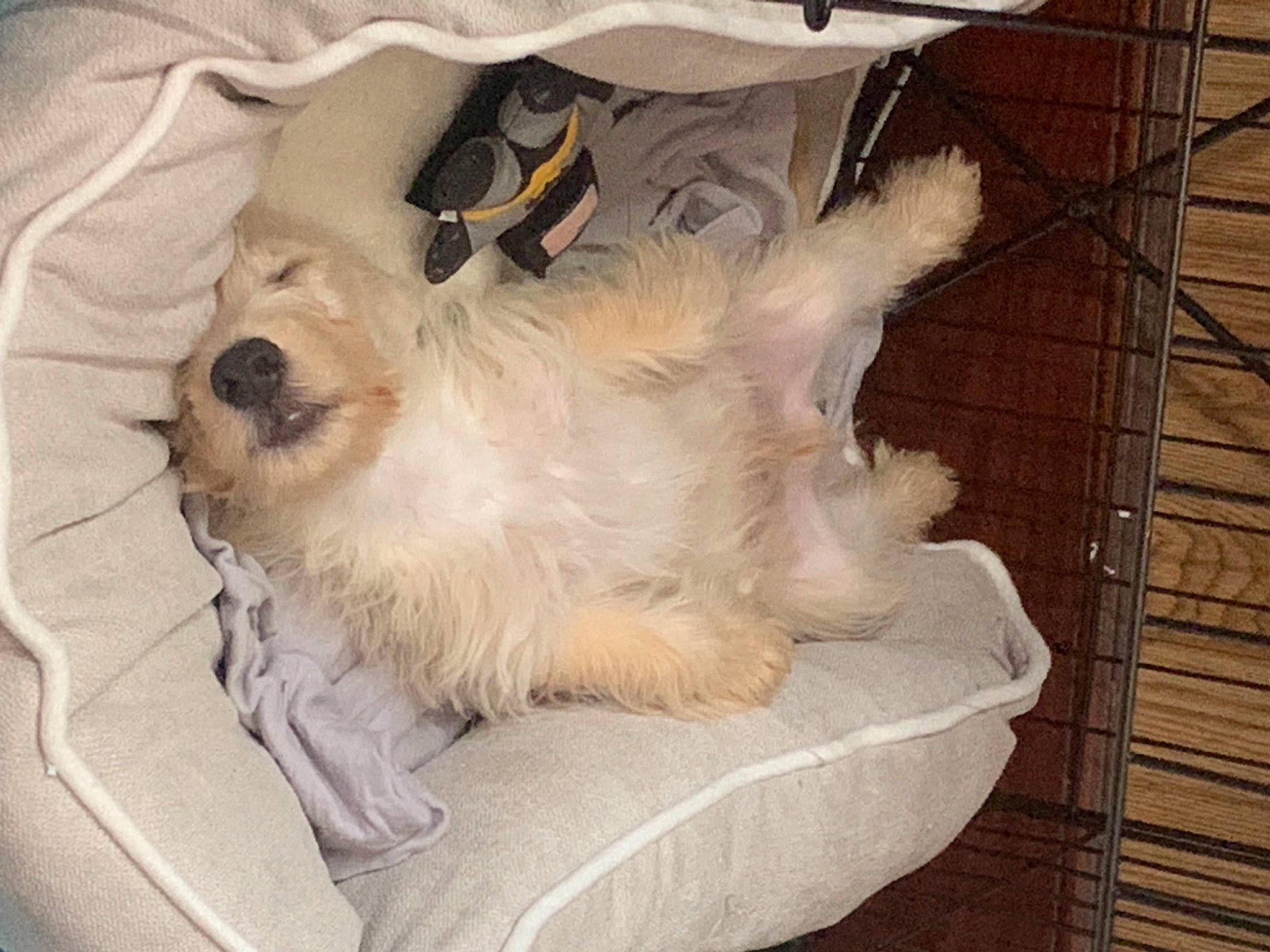 Max joined the competition — help win amazing prizes! canidae, carnivore, comfort, companion_dog, dog, dog_breed, dog_supply, fawn, fur, hardwood, paw, pet_supply, scottish_terrier, small_terrier, sporting_group, tail, terrier, toy_dog, wood, working_animal