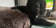 Boof is registered to the contest to win money with this photo: carnivore, collar, comfort, companion_dog, computer, computer_keyboard, dog, dog_breed, flooring, fur, gun_dog, input_device, liver, office_equipment, office_supplies, peripheral, personal_computer, space_bar, sporting_group, working_animal