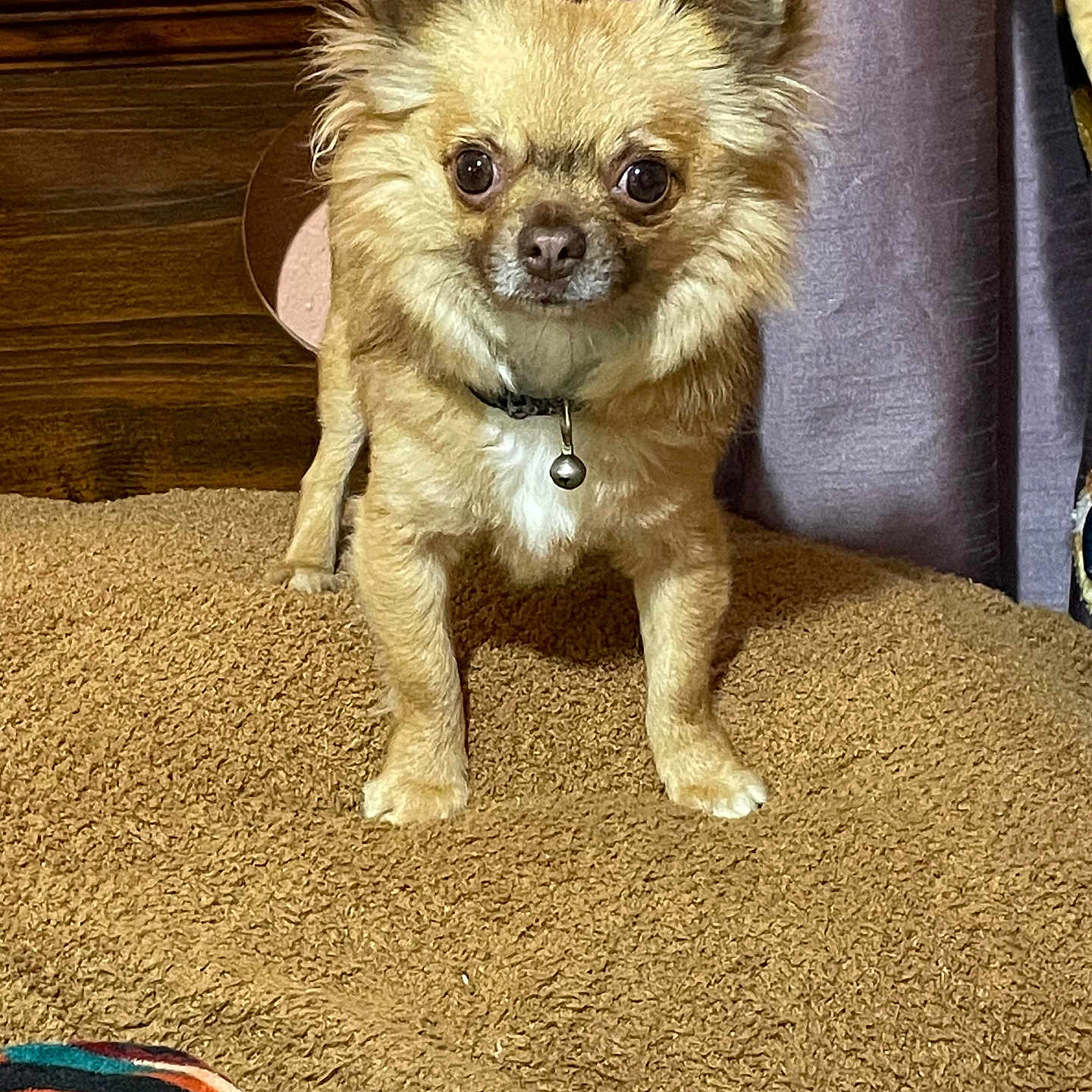 Julie is registered to the contest to win money with this photo: affenpinscher, animal, canine, chihuahua, cockerspaniel, cushion, dog, dogbed, eskimodog, homedecor, indoors, interiordesign, papillon, pet, poodle, pug, puppy, terrier