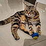 Bella participe au concours pour gagner de l'argent avec cette photo : animal, ball, cat, curious, cute, ears, eyes, feline, floor, fur, home, indoor, paws, pet, playful, relaxed, striped, tabby, toy, whiskers