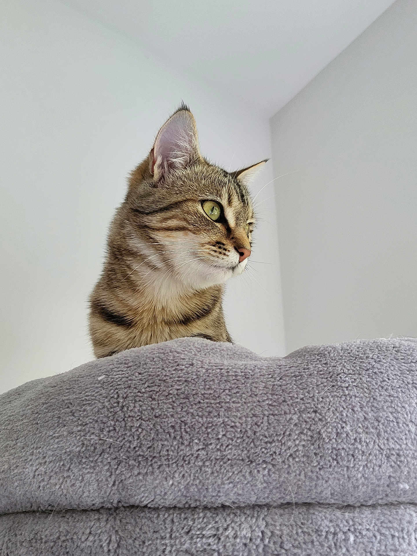 Bella
