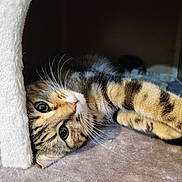 Bella participe au concours pour gagner de l'argent avec cette photo : animal, cat, closeup, cozy, curious, cute, eyes, feline, fur, hideaway, indoor, paw, pet, plush, relaxed, resting, soft, striped, tabby, whiskers