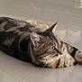 animal, calm, cat, cute, domestic, ears, feline, floor, fur, indoor, laying_down, looking_away, paws, pet, quiet, relaxed, striped, tabby, tail, whiskers