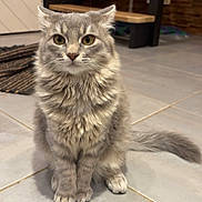 Aïoli participe au concours pour gagner de l'argent avec cette photo : cat, gray_cat, fluffy, sitting, indoor, floor, tile_floor, staircase, rug, curious, pet, animal, feline, whiskers, tail, ears, eyes, home, cozy, domestic