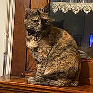 Noisette participe au concours pour gagner de l'argent avec cette photo : cat, tortoiseshell_cat, feline, pet, collar, bell, wooden_cabinet, furniture, indoor, glass_cabinet, lace_trim, reflection, animal, sitting, side_view, fur, domestic_cat, cute, curious, calm