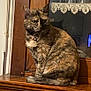 cat, tortoiseshell_cat, feline, pet, collar, bell, wooden_cabinet, furniture, indoor, glass_cabinet, lace_trim, reflection, animal, sitting, side_view, fur, domestic_cat, cute, curious, calm