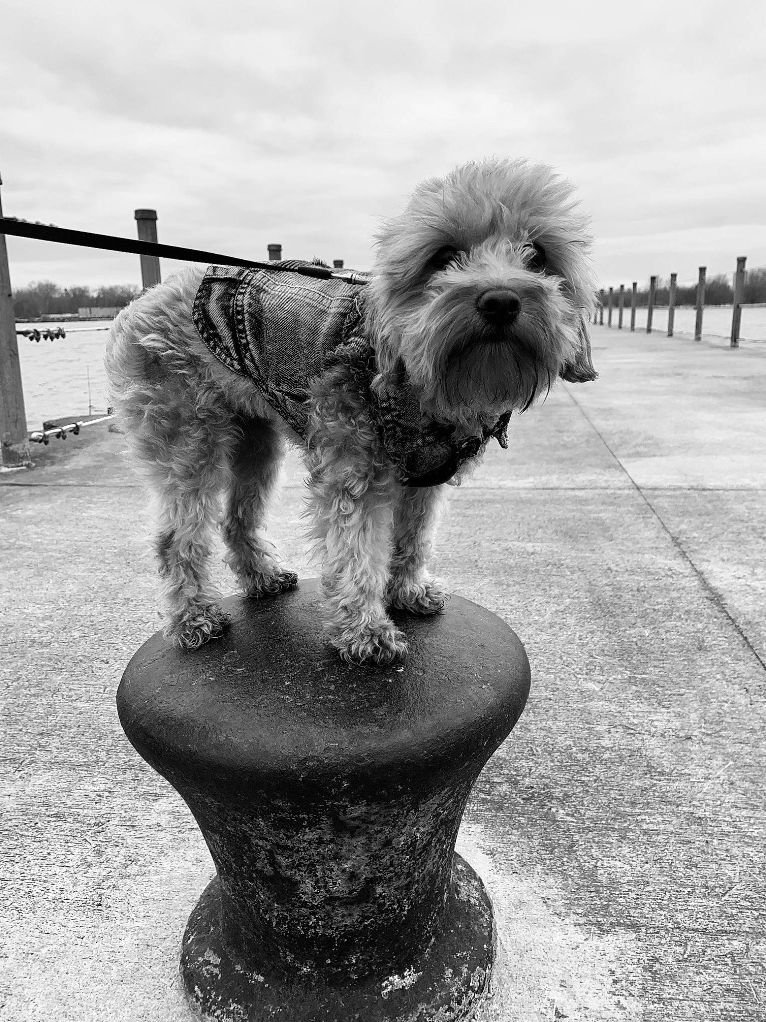 Lucy is registered to the contest to win money with this photo: black_and_white, canidae, carnivore, dog, dog_breed, glen_of_imaal_terrier, irish_soft_coated_wheaten_terrier, mammal, monochrome, petit_basset_griffon_vendeen, photography, sealyham_terrier, small_terrier, snout, sporting_group, terrier