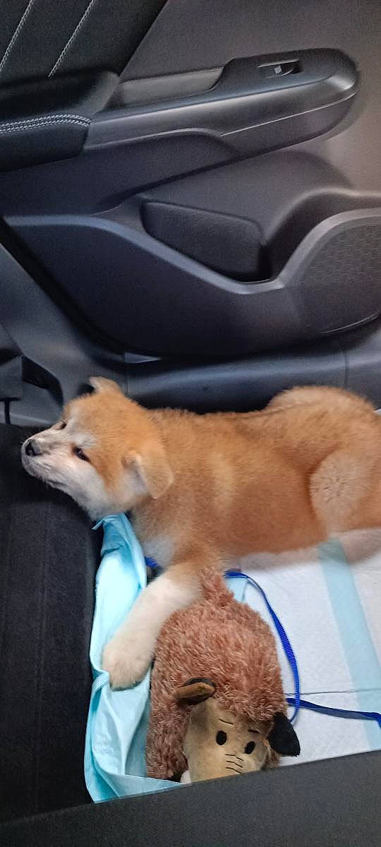 Gin participe au concours pour gagner de l'argent avec cette photo : canis, carnivore, comfort, companion_dog, corgi_chihuahua, dog, dog_breed, dog_supply, fawn, fur, puppy, spitz, sporting_group, terrestrial_animal, toy, vehicle, whiskers, windscreen_wiper, windshield, working_animal