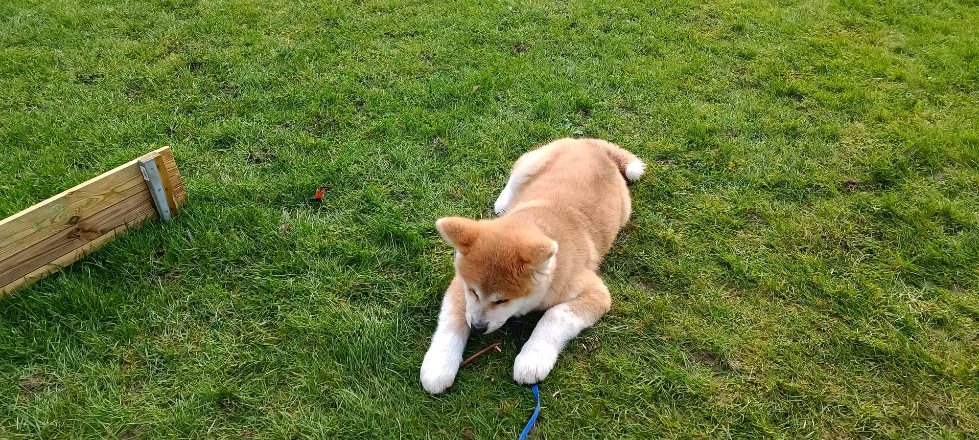 Gin participe au concours pour gagner de l'argent avec cette photo : ancient_dog_breeds, canidae, canis, carnivore, collar, companion_dog, dog, dog_breed, fawn, fur, grass, grassland, groundcover, non_sporting_group, sporting_group, tail, terrestrial_animal, wildlife, working_animal