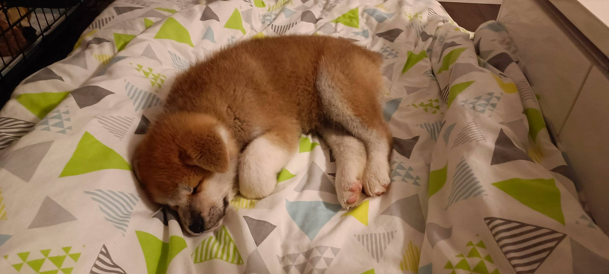 Gin a rejoint le concours — aidez-le/la à gagner de superbes lots ! canidae, carnivore, comfort, companion_dog, dog, dog_breed, dog_supply, fawn, fur, linens, liver, nap, paw, pet_supply, snout, sporting_group, tail, terrestrial_animal, toy, working_animal