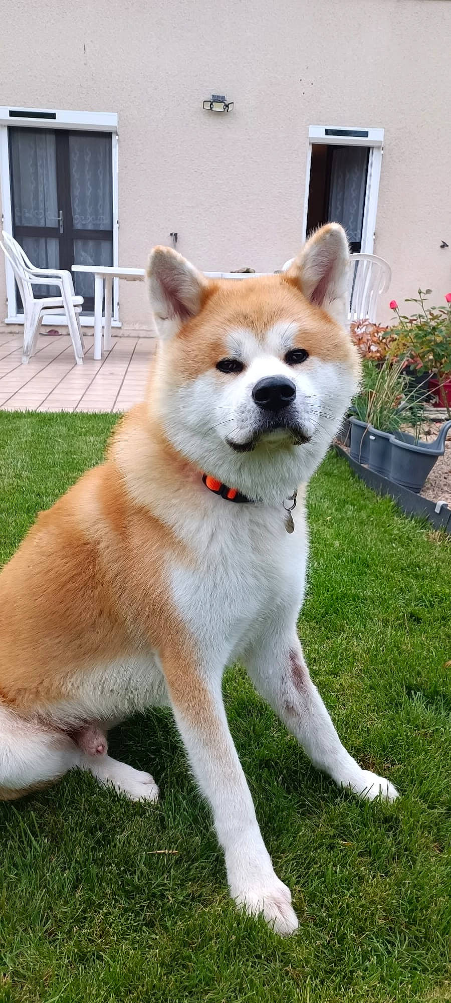 Gin participe au concours pour gagner de l'argent avec cette photo : ancient_dog_breeds, canidae, carnivore, chair, collar, companion_dog, dog, dog_breed, dog_supply, fawn, flowerpot, fur, grass, houseplant, non_sporting_group, plant, snout, tail, working_animal, working_dog