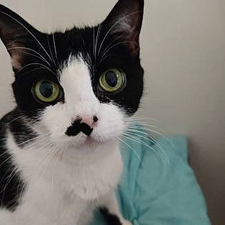 Athena participe au concours pour gagner de l'argent avec cette photo : carnivore, cat, domestic_short_haired_cat, eye, felidae, fur, head, paw, small_to_medium_sized_cats, snout, tail, terrestrial_animal, whiskers