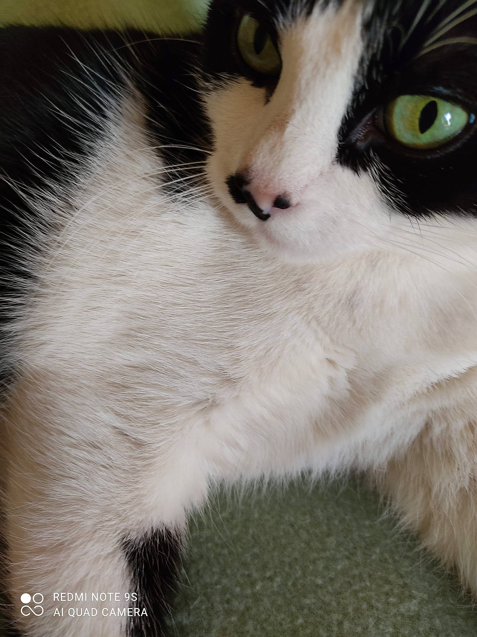 Athena a rejoint le concours — aidez-le/la à gagner de superbes lots ! carnivore, cat, claw, domestic_short_haired_cat, felidae, fur, paw, small_to_medium_sized_cats, snout, tail, terrestrial_animal, whiskers