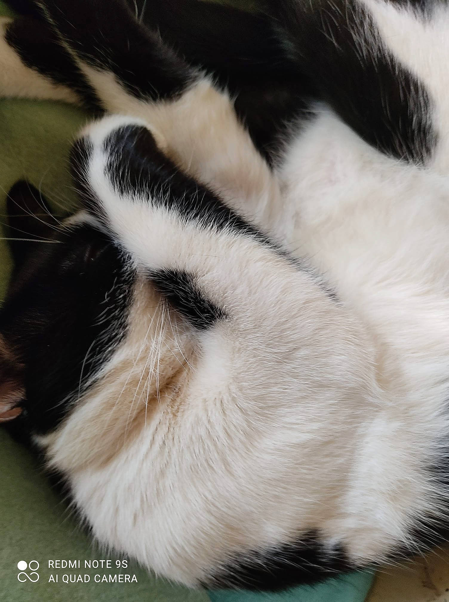 Athena a rejoint le concours — aidez-le/la à gagner de superbes lots ! carnivore, cat, claw, comfort, domestic_short_haired_cat, felidae, fur, nap, paw, small_to_medium_sized_cats, snout, tail, terrestrial_animal, whiskers